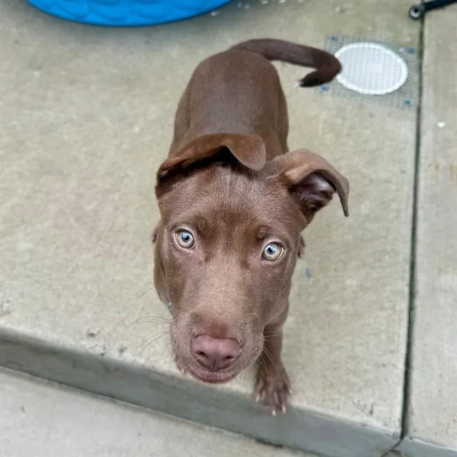 A baby small-sized male Pit Bull Terrier dog named Billy for adoption in Leesburg, VA