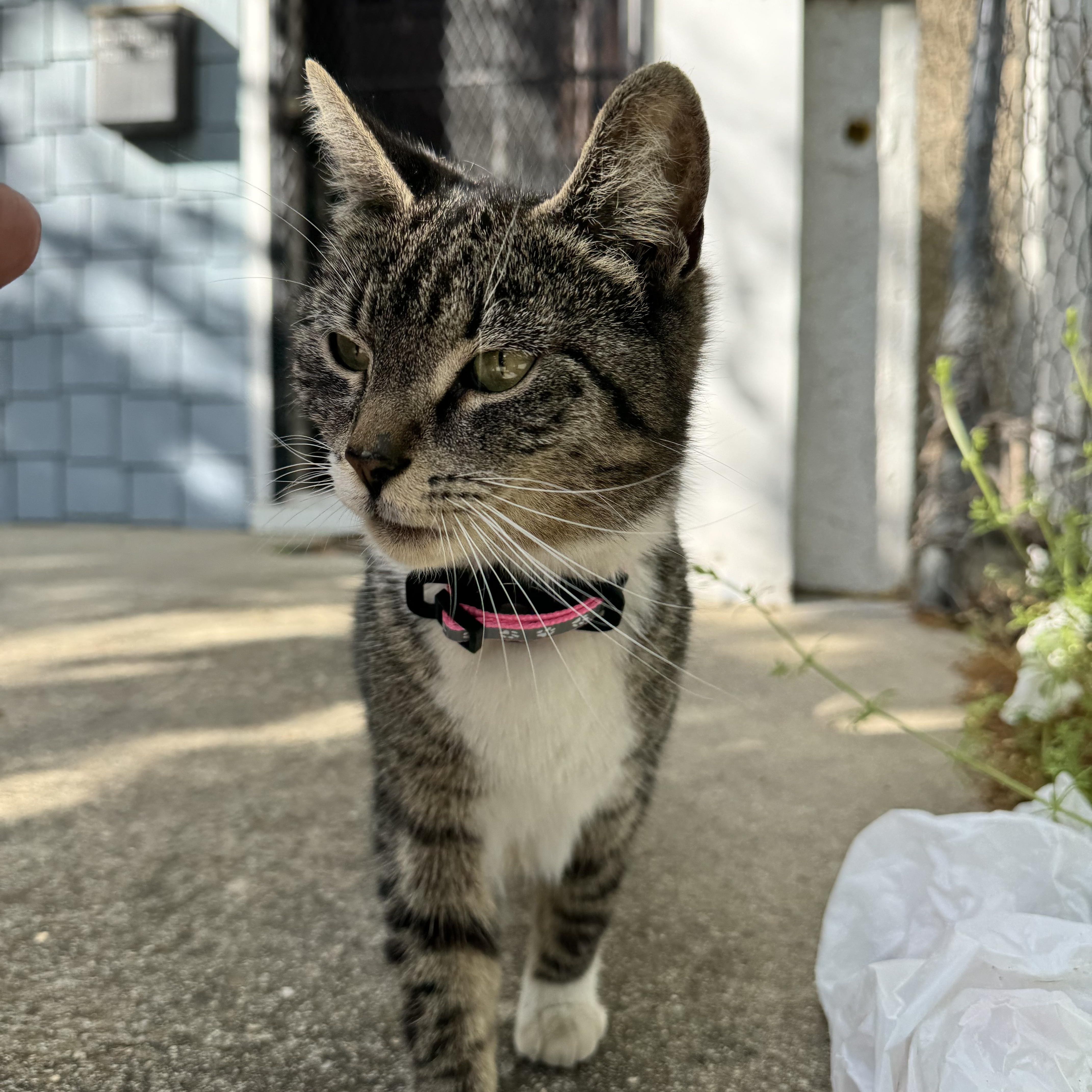 A young medium-sized female Buff / Tan / Fawn American Shorthair cat named Tiramisu for adoption in Fredericksburg, VA