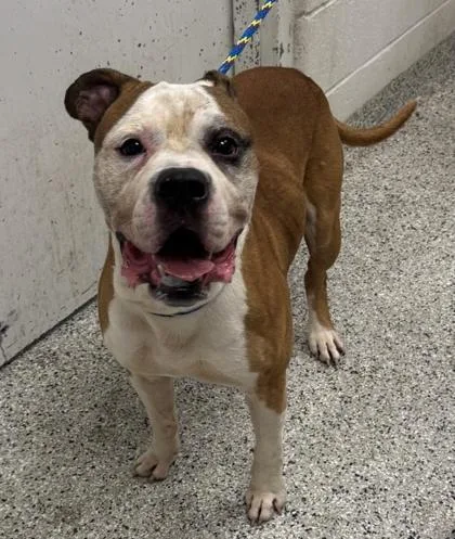 An adult large-sized male Brown / Chocolate Pit Bull Terrier dog named Jerry for adoption in Kansas City, MO