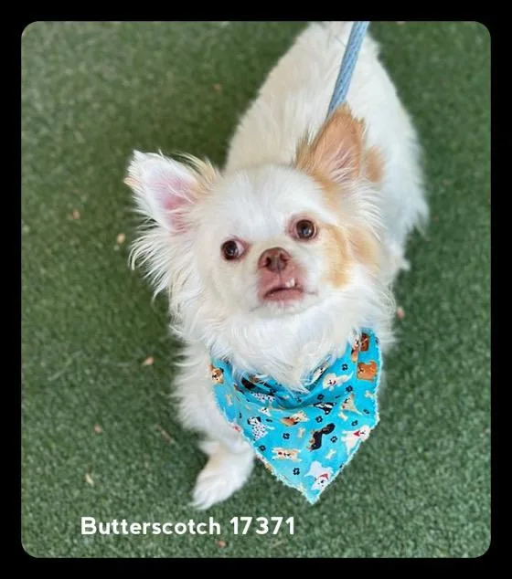 Butterscotch thumbnail 2