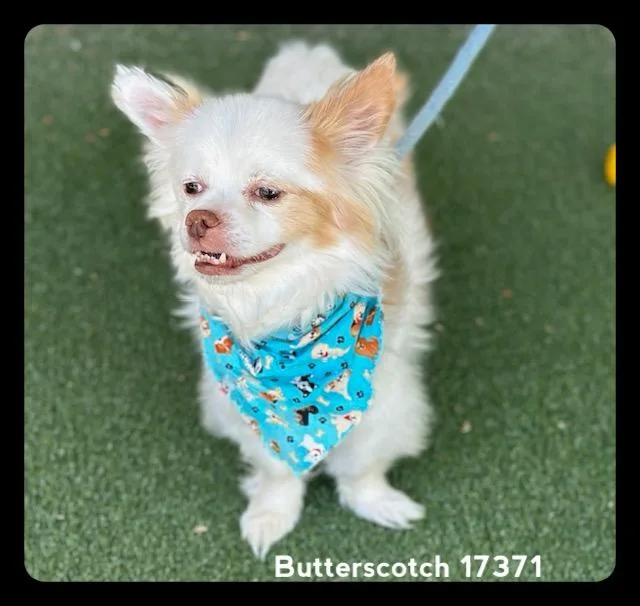 Butterscotch thumbnail 3