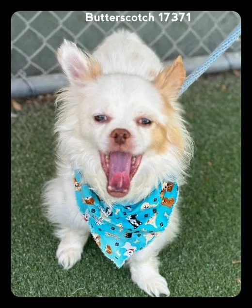 Butterscotch thumbnail 4