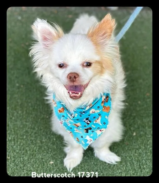 An adult small-sized male White / Cream Pomeranian dog named Butterscotch for adoption in Marietta, GA