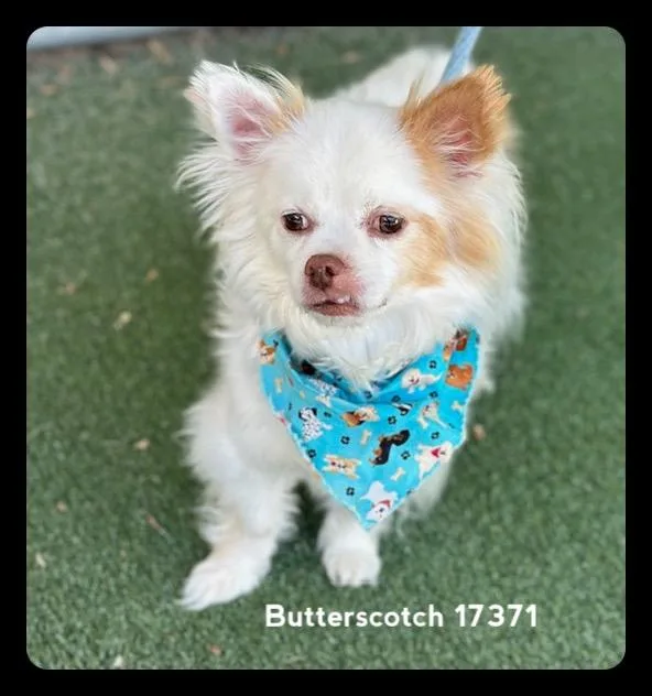 Butterscotch thumbnail 5