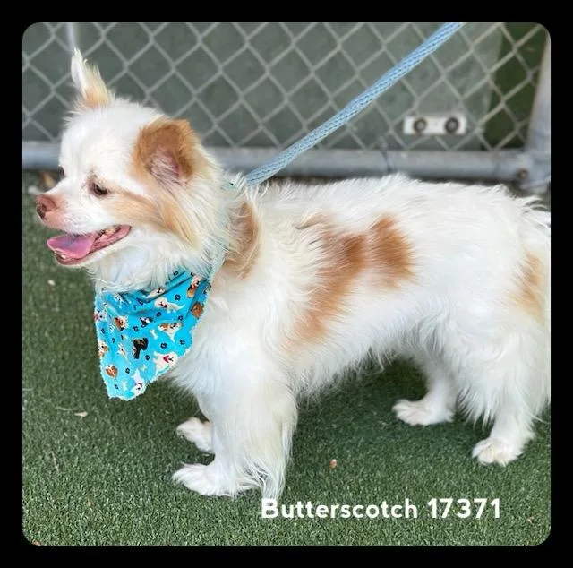 Butterscotch thumbnail 6