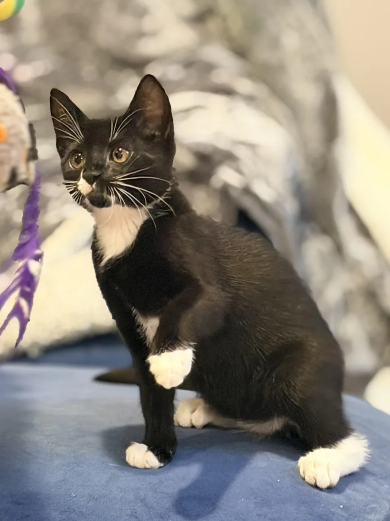 A baby medium-sized female Domestic Short Hair cat named Biscuit Bella for adoption in Clifton, NJ