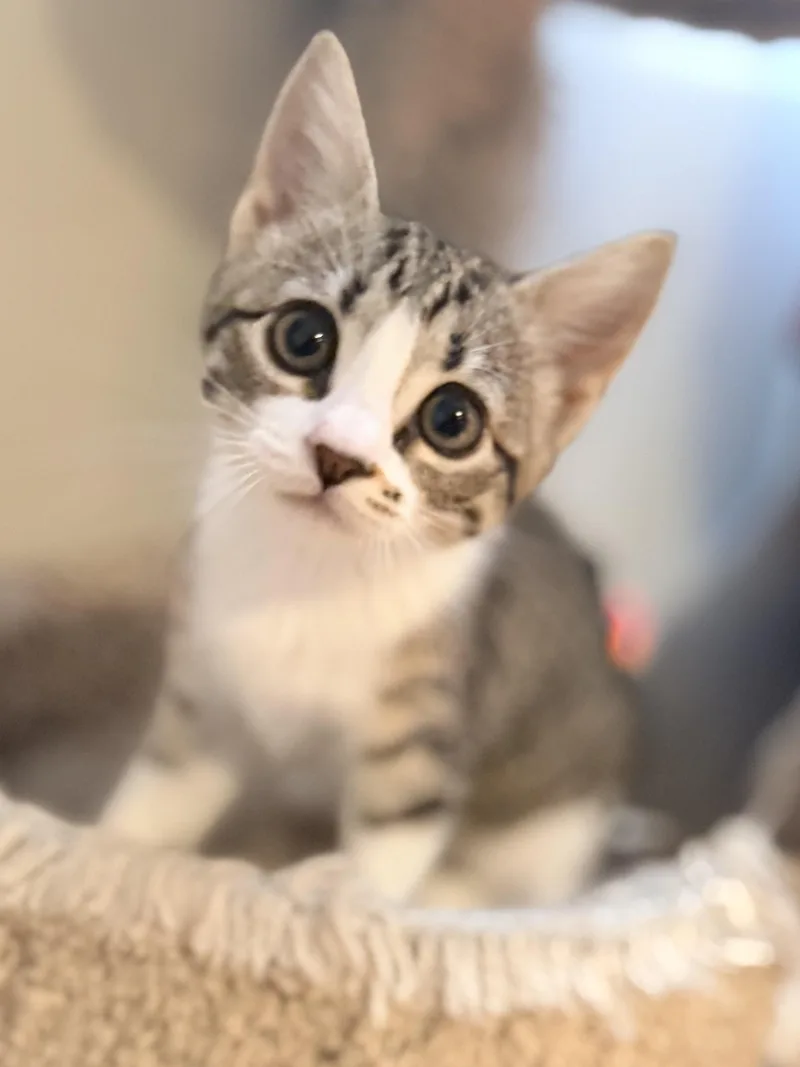 Biscuit  Bella  thumbnail 4