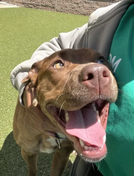 A young medium-sized female Pit Bull Terrier dog named Hazel for adoption in Derwood, MD