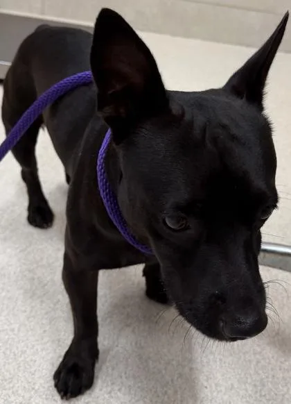 An adult small-sized male Mixed Breed dog named Riddle for adoption in Honolulu, HI