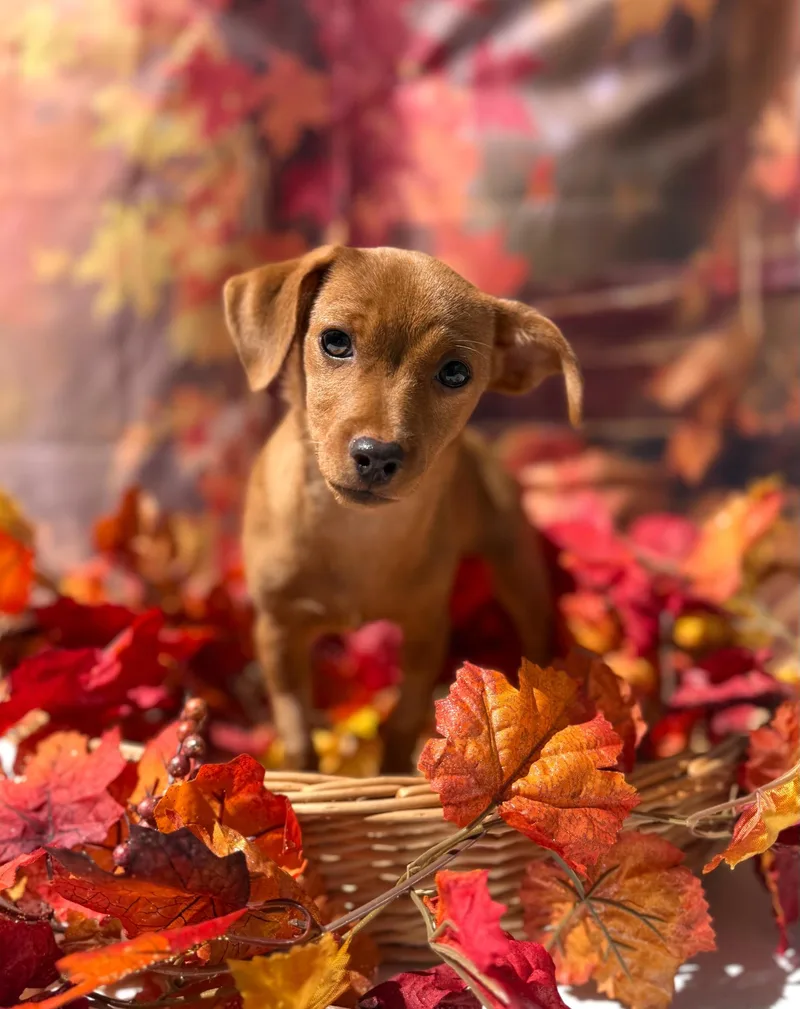 A baby small-sized female Red / Chestnut / Orange Chihuahua dog named Mimosa for adoption in Mt Pleasant, SC