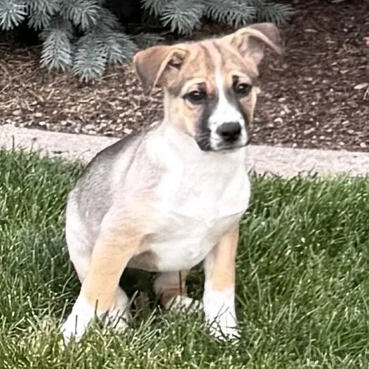 A baby small-sized female Brown / Chocolate Siberian Husky dog named Boo Boo for adoption in Spokane, WA