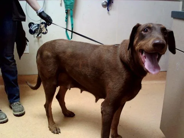 An adult large-sized female Doberman Pinscher dog named Arizona for adoption in Martinez, CA