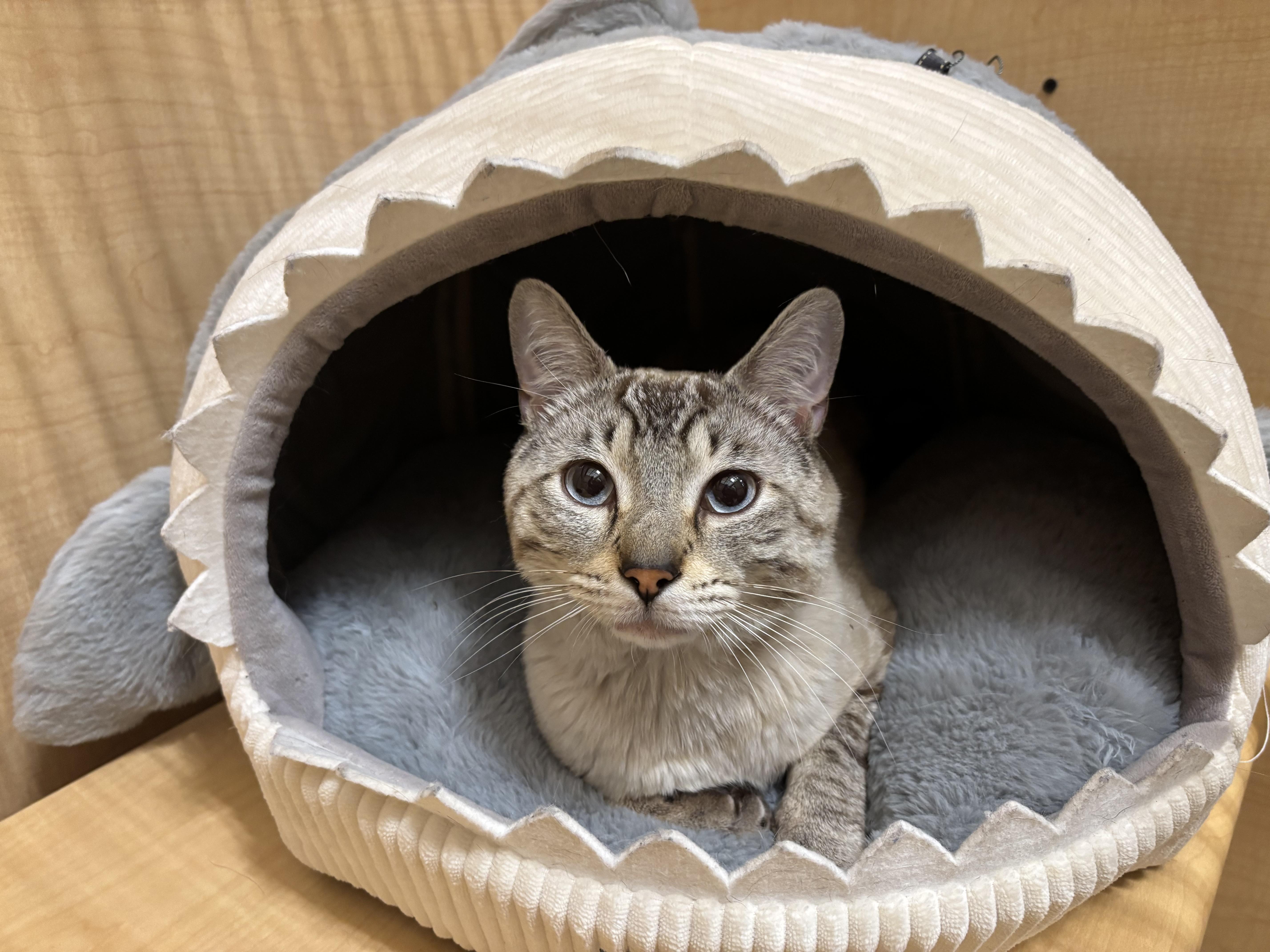 A young medium-sized male Tabby (Gray / Blue / Silver) Siamese cat named Gopher for adoption in Worcester, MA