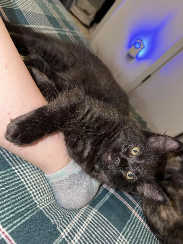 A baby small-sized male Domestic Medium Hair cat named Breeze for adoption in Dallas, TX