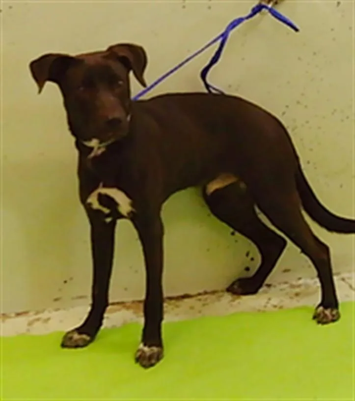 A young medium-sized male Labrador Retriever dog named Reggie for adoption in Houston, TX