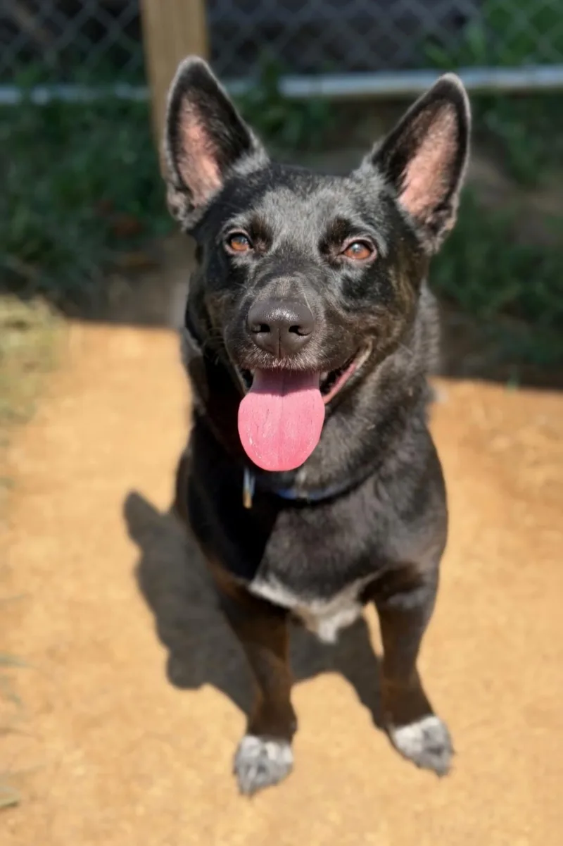 An adult small-sized female Australian Cattle Dog / Blue Heeler dog named Zelda for adoption in Dandridge, TN