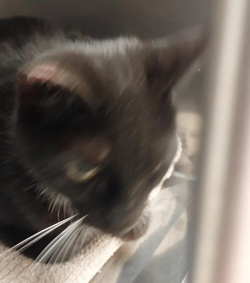 A young medium-sized male Domestic Short Hair cat named Kiki for adoption in Mocksville, NC