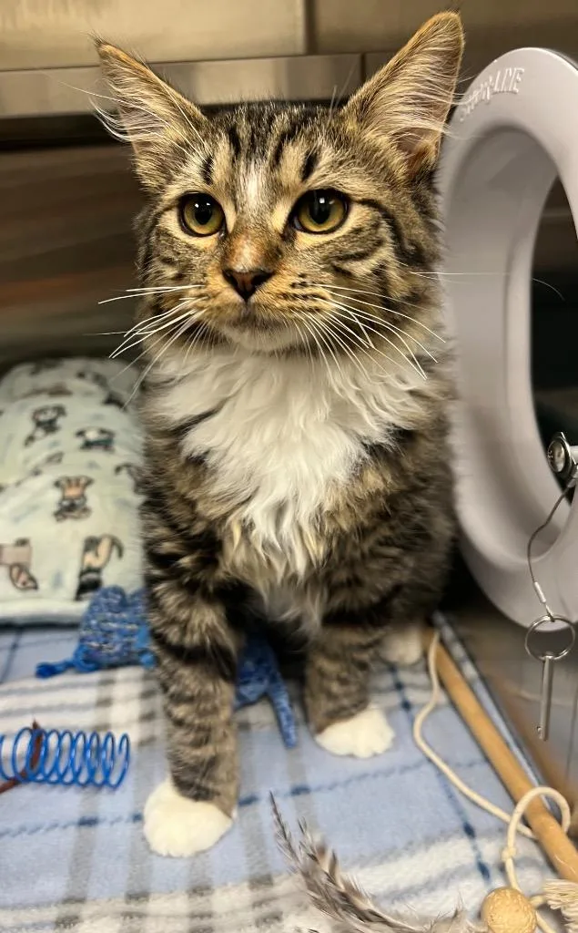 A baby medium-sized male Domestic Long Hair cat named Eli for adoption in Greeneville, TN