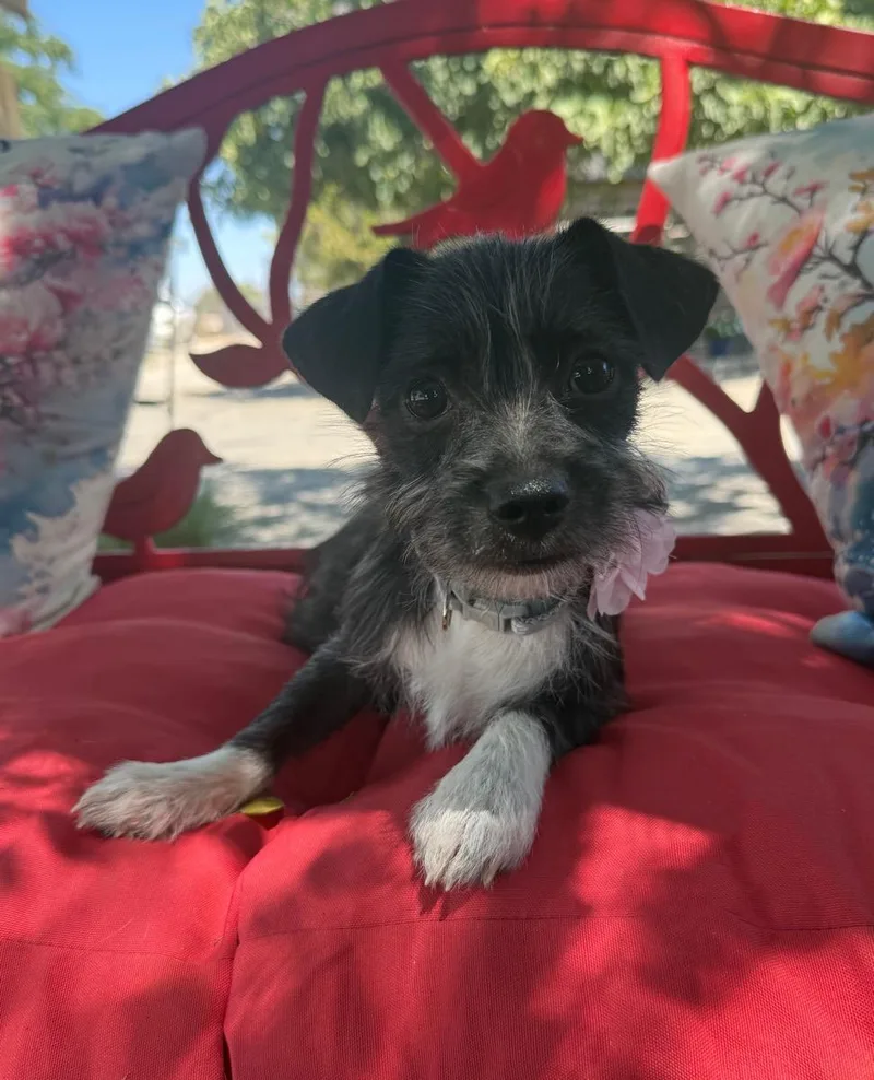 A young small-sized female Black Maltese dog named Sara Lynn for adoption in Temecula, CA