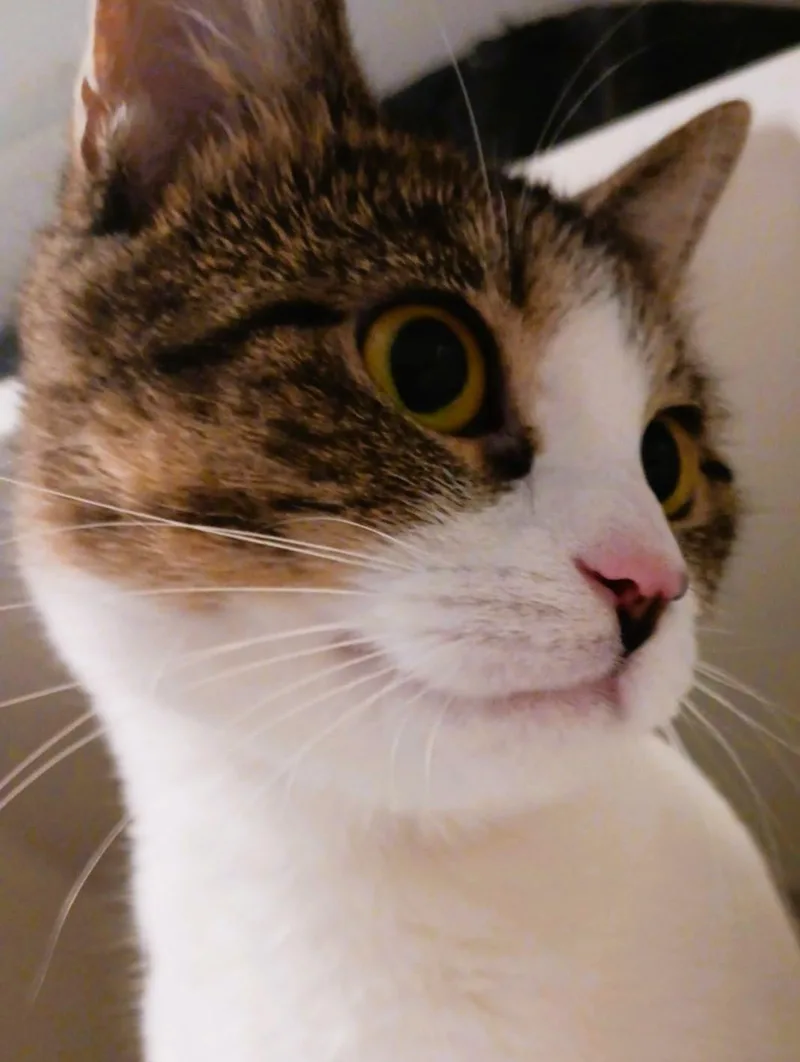 An adult medium-sized female Buff & White Domestic Short Hair cat named Artemis for adoption in Robinson, IL