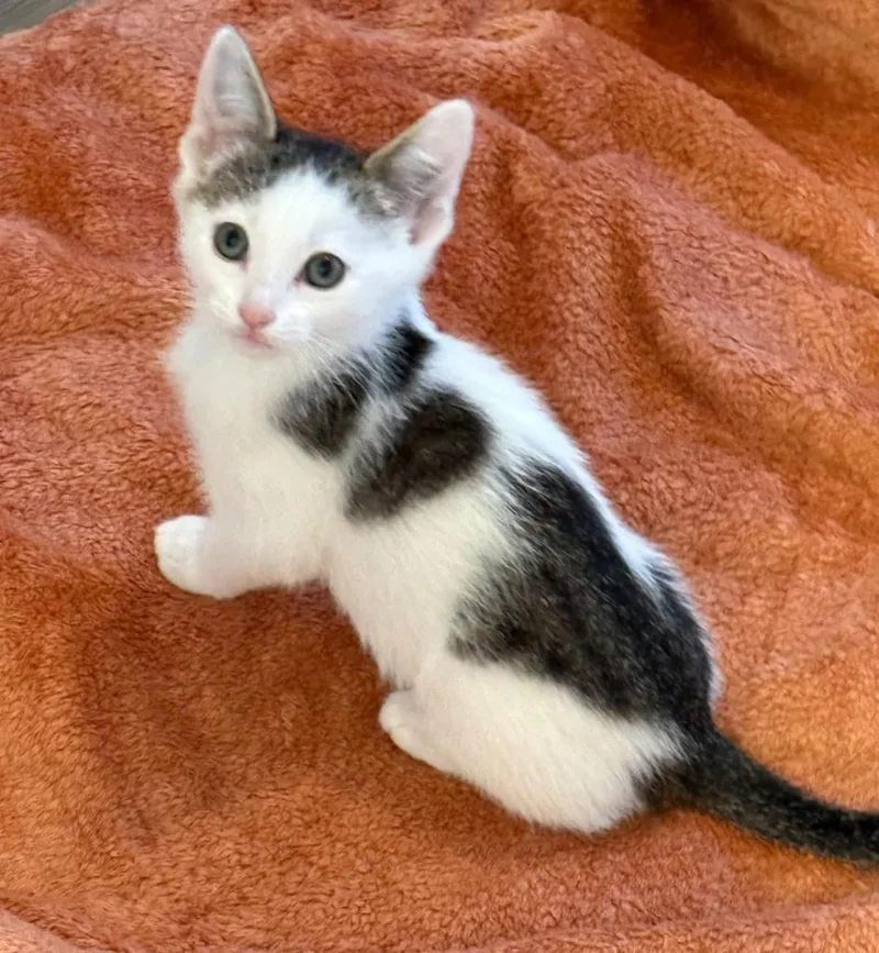 A baby medium-sized male Domestic Short Hair cat named Karl for adoption in Salt Lake City, UT