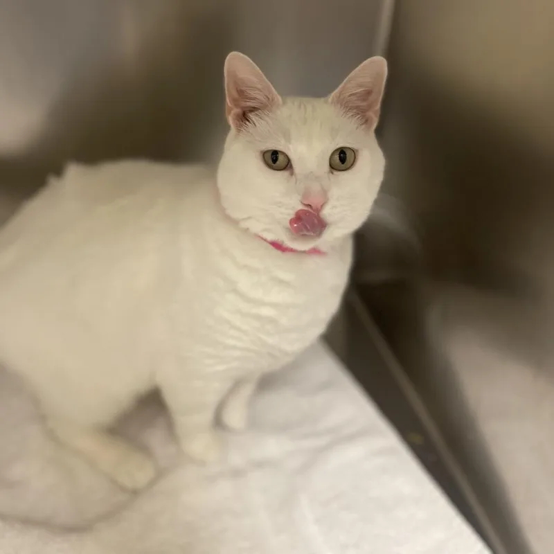 A young large-sized female White Domestic Short Hair cat named Canvas for adoption in Auburn, AL