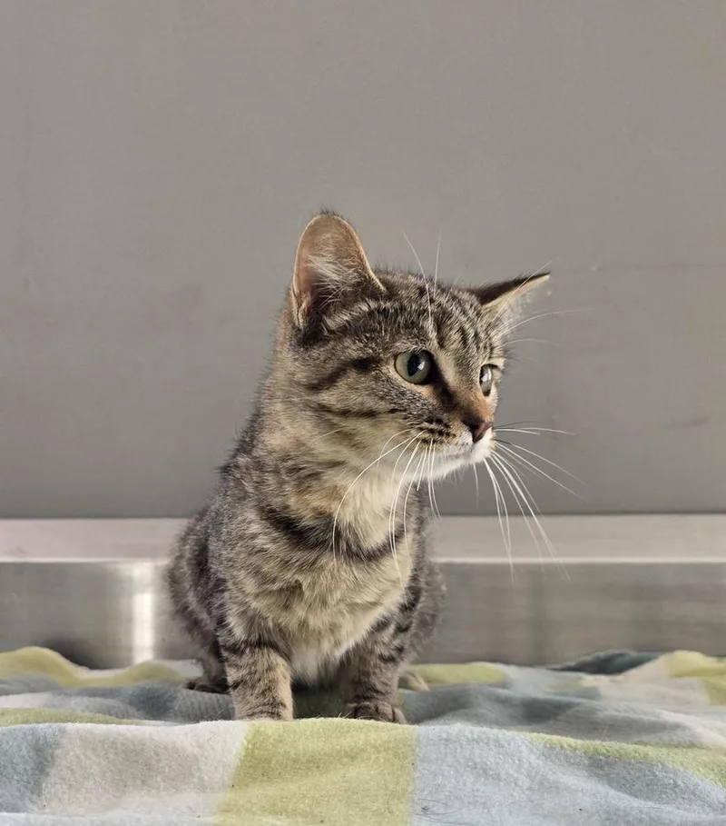 A young medium-sized male Domestic Short Hair cat named Trish for adoption in Dickson, TN