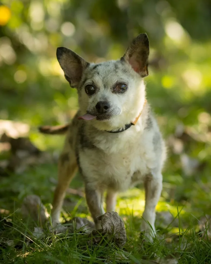 A senior small-sized male Gray / Blue / Silver Chihuahua dog named Sir for adoption in Bridgeport, CT