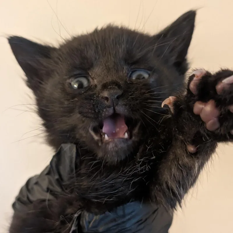 A baby small-sized male Domestic Short Hair cat named Noodle for adoption in Portage, MI