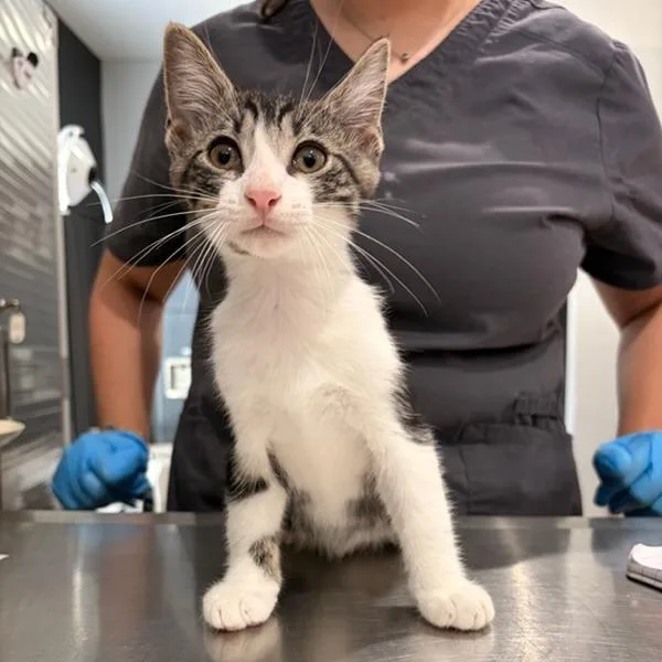 A baby small-sized male Gray / Blue / Silver Domestic Medium Hair cat named Nougat for adoption in Livingston, TX