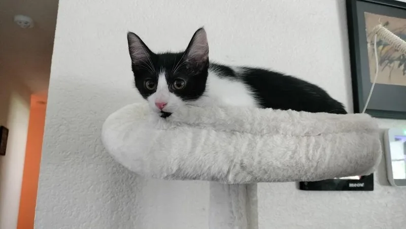 A baby medium-sized male Black & White / Tuxedo Domestic Medium Hair cat named Rogue for adoption in Richardson, TX