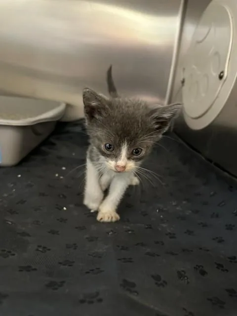 A baby small-sized male Domestic Short Hair cat named Hermes for adoption in Riverside, CA