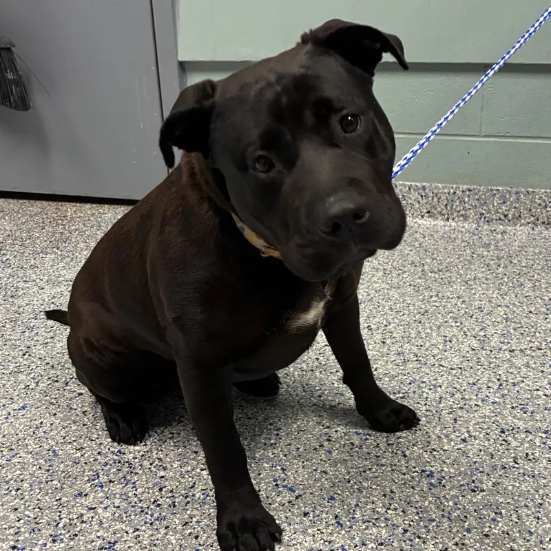 A young medium-sized female Black American Staffordshire Terrier dog named Stella for adoption in Greenville, SC