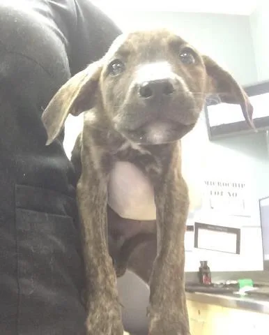 A young small-sized male Doberman Pinscher dog named Buddy for adoption in Riverside, CA