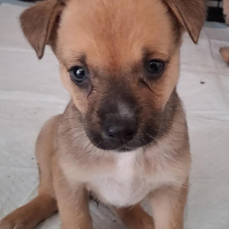 A baby small-sized female German Shepherd Dog dog named Veronica for adoption in Las Vegas, NV