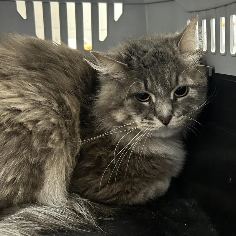 An adult medium-sized male Gray / Blue / Silver Domestic Medium Hair cat named Smokey for adoption in Huntsville, AL