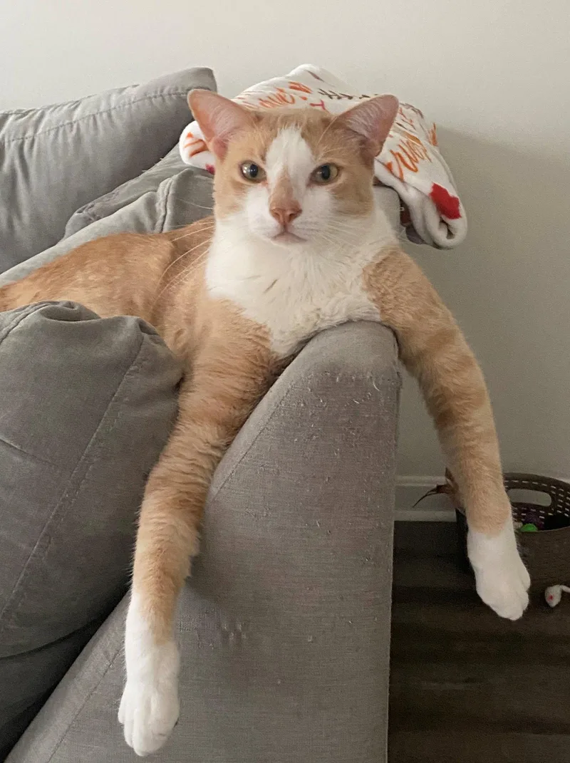 An adult medium-sized male American Shorthair cat named ROCKY   Offered for adoption in Hillsboro, OR