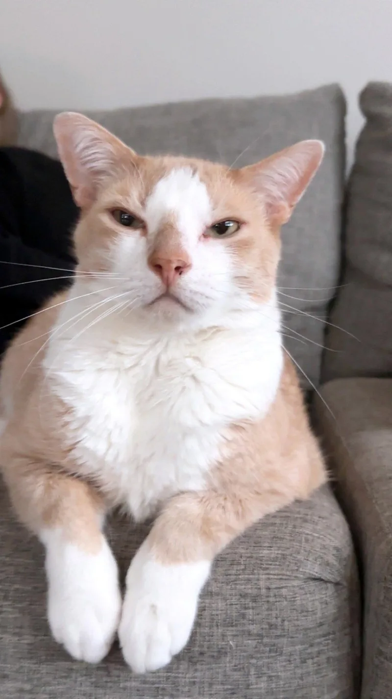 ROCKY   Offered thumbnail 3