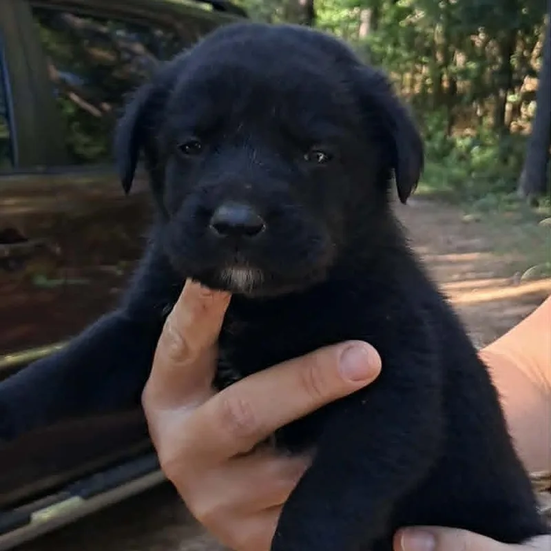 A baby small-sized male Black Mixed Breed dog named Ned for adoption in Valley, AL