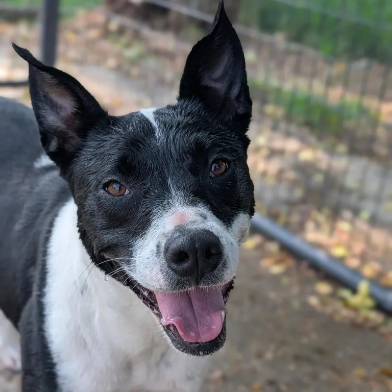 Pepper