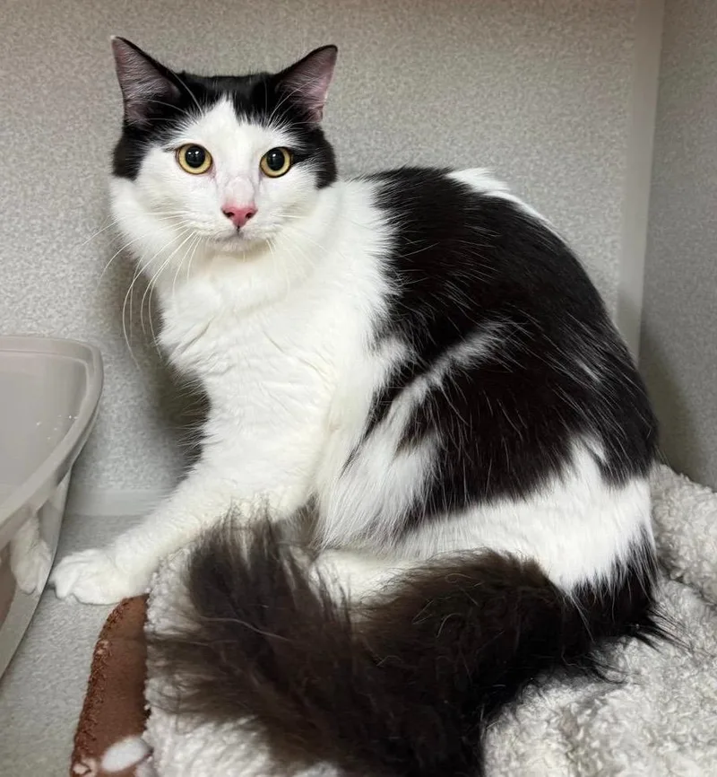 A baby small-sized female Domestic Short Hair cat named Domino for adoption in Midland, TX