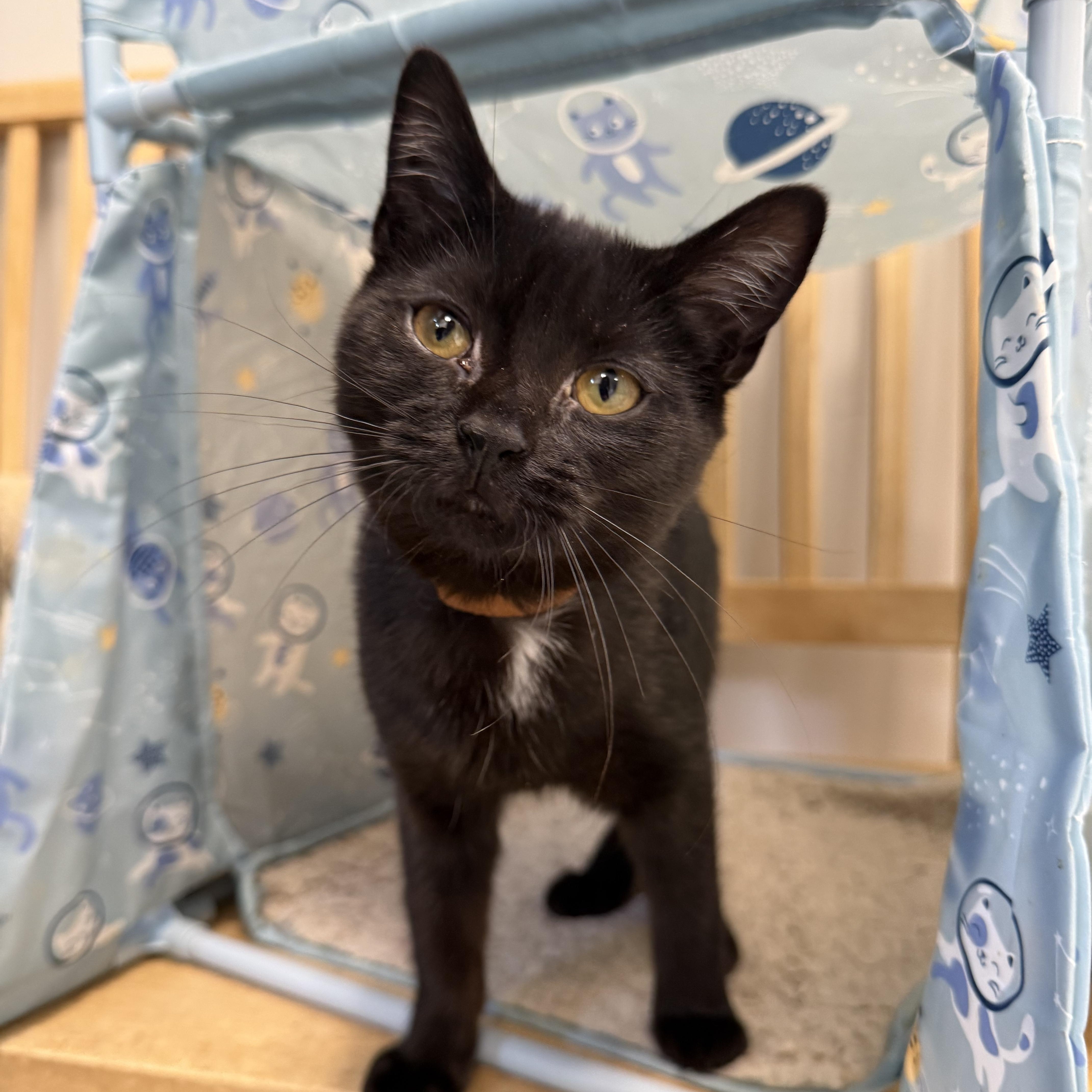 A baby small-sized female Black Domestic Short Hair cat named Licorice for adoption in North Haven, CT