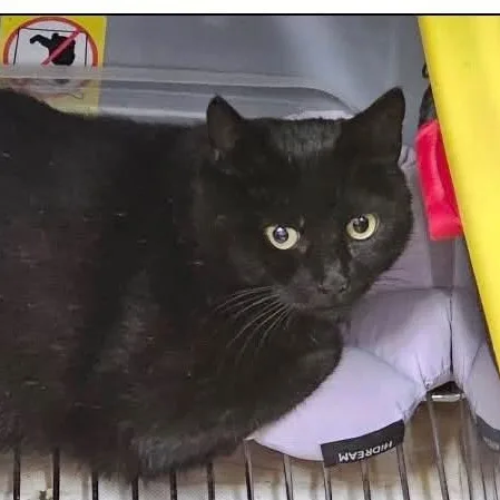A young medium-sized female Black Domestic Short Hair cat named Millie for adoption in Ozone Park, NY
