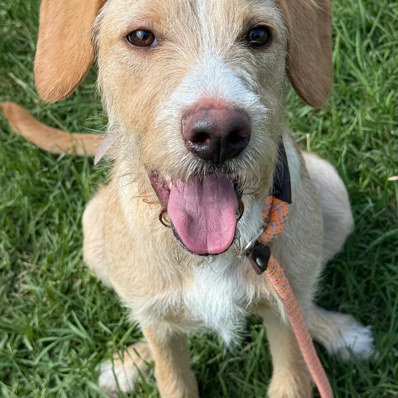 An adult medium-sized female Golden Standard Schnauzer dog named Lovely Luna Gorgeous Inside for adoption in Houston, TX