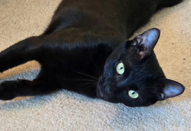 A young medium-sized female Black Domestic Short Hair cat named Isabelle for adoption in Boynton Beach, FL