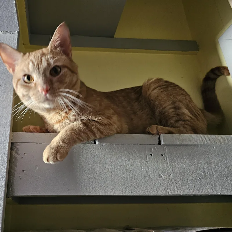 A young medium-sized male Orange / Red Domestic Short Hair cat named Morris for adoption in Mount Rainier, MD