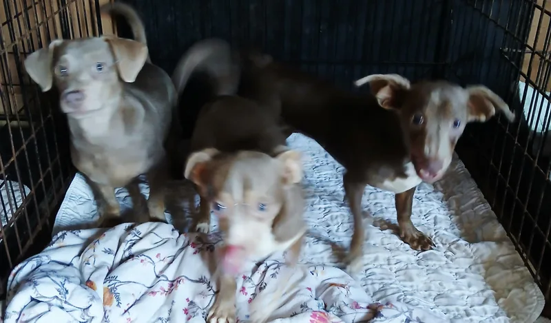 Pansy  Polly  thumbnail 2