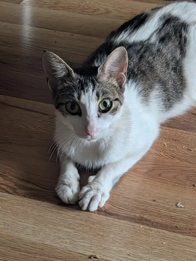 An adult medium-sized female Black & White / Tuxedo Domestic Short Hair cat named Fontina for adoption in Pittsburgh, PA