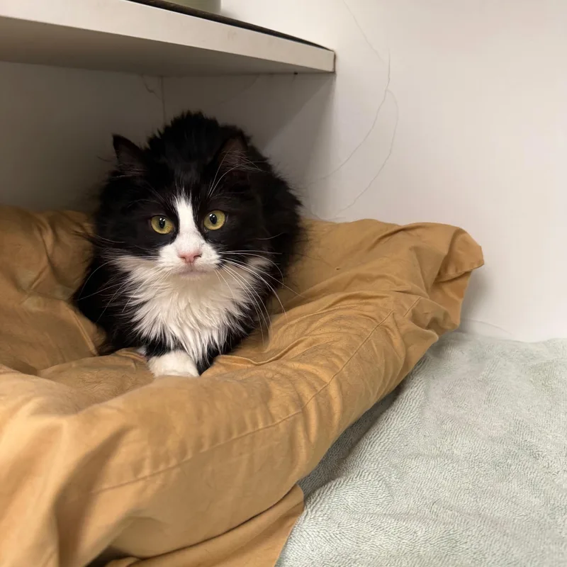 A young medium-sized female Black & White / Tuxedo Domestic Medium Hair cat named Piglet for adoption in Bloomfield, CT