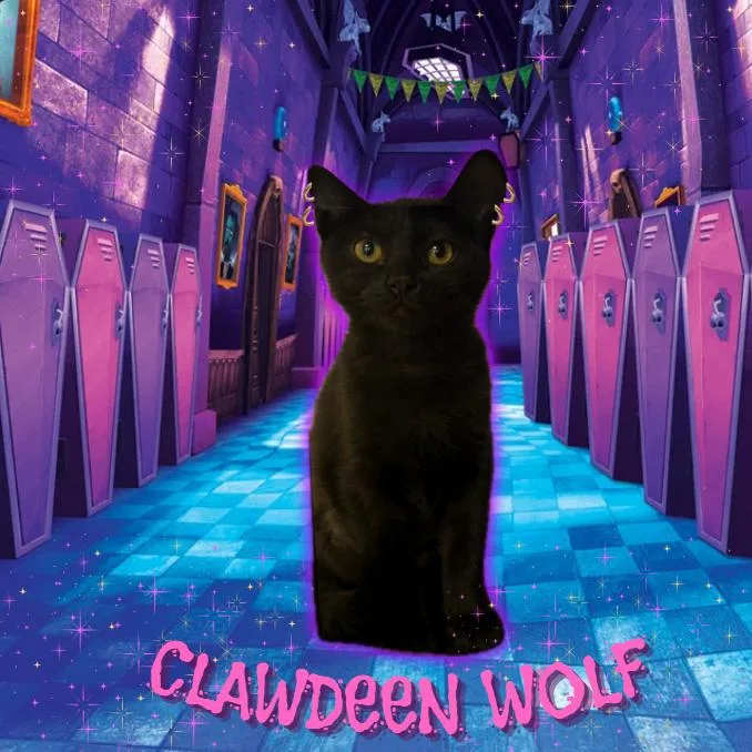 A baby small-sized female Black Domestic Short Hair cat named Clawdeen Wolf for adoption in Tempe, AZ